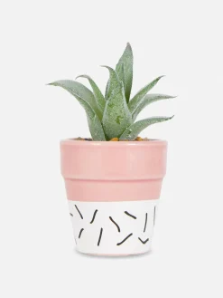 Faux Succulent In Colorful Pot|Primark Best