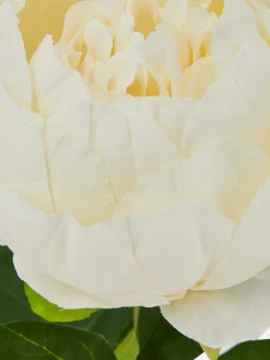 Single Stem Faux Peony|Primark Sale